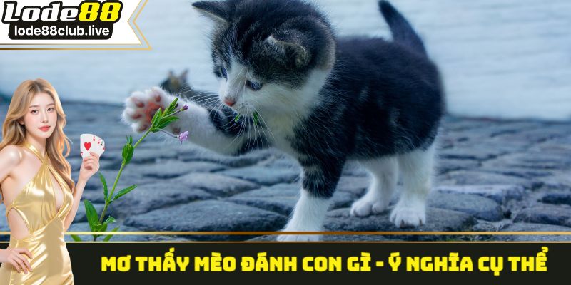 Mơ thấy mèo đánh con gì - Ý nghĩa cụ thể