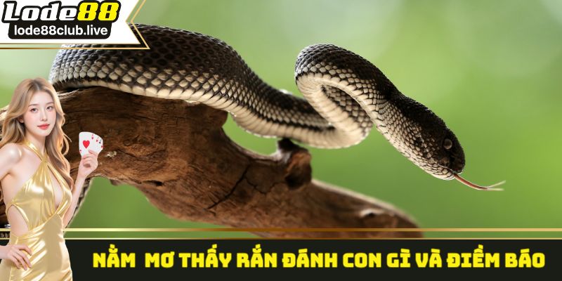 Nằm mơ thấy rắn đánh con gì và điềm báo