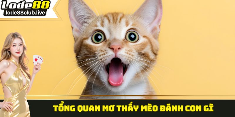 Tổng quan mơ thấy mèo đánh con gì